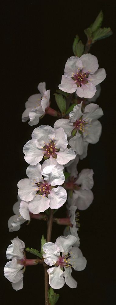 Cherry Blossom